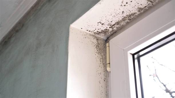 Best Professional Mold Removal  in Wood River, IL