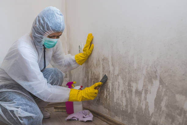 Mold Removal and Inspection in Wood River, IL