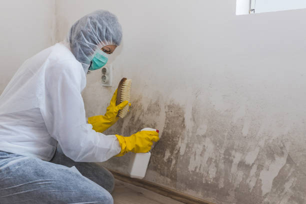 Best Crawl Space Mold Removal  in Wood River, IL