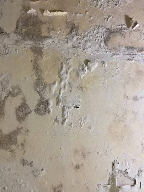 Best Affordable Mold Removal  in Wood River, IL
