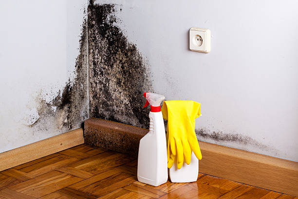 Best Mold Testing and Removal  in Wood River, IL