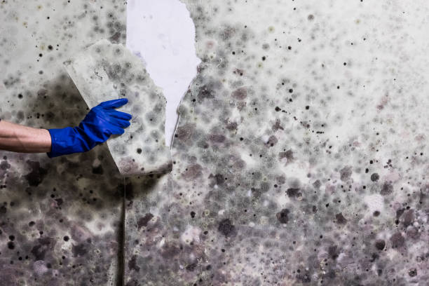 Best Mold Removal and Inspection  in Wood River, IL