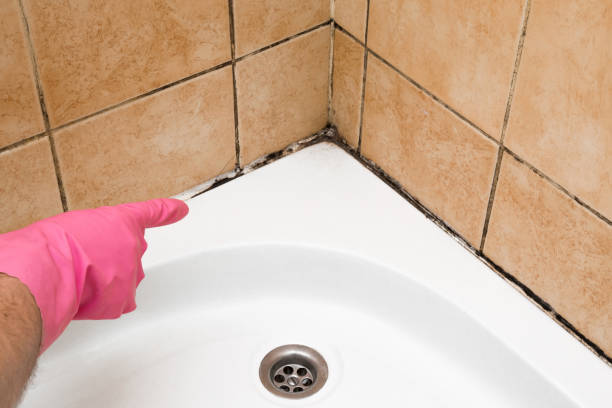 Best Local Mold Removal Service  in Wood River, IL